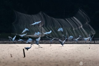 何永安：鳥殤