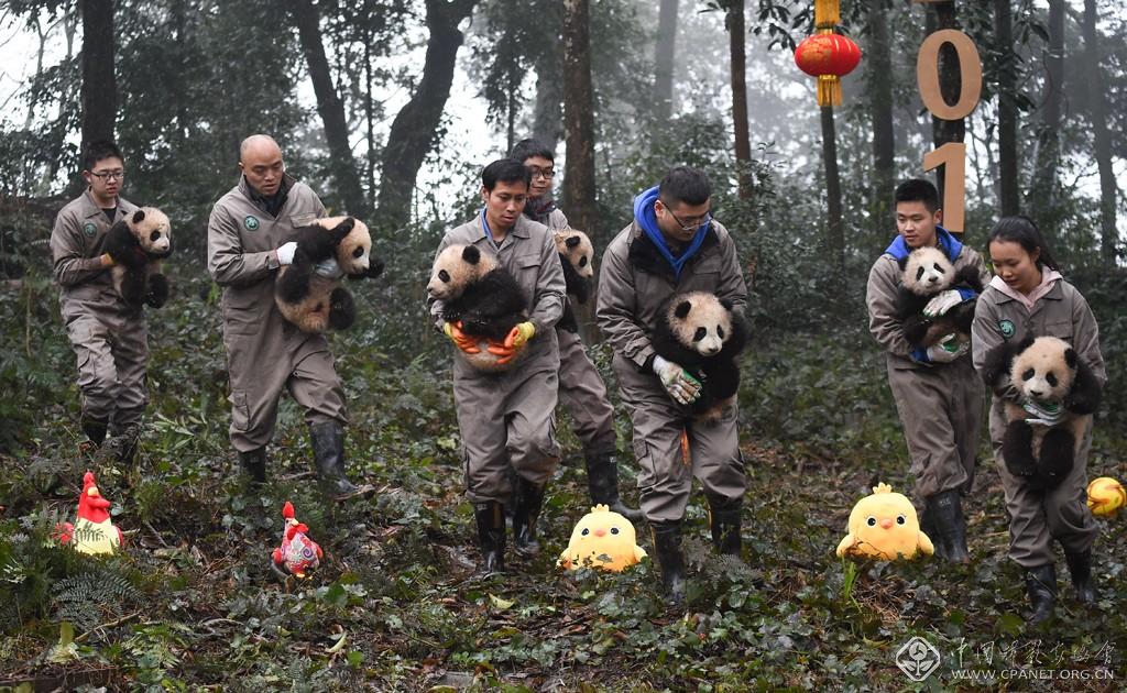 薛玉斌-這是在中國大熊貓保護(hù)研究中心雅安碧峰峽基地拍攝的工作人員和大熊貓寶寶（2017年1月11日攝）。新華社記者 薛玉斌 攝.jpg